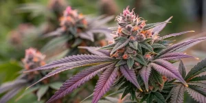 Fleur de cannabis avec feuilles violettes et pistils orange en gros plan.