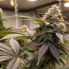 Fleur de cannabis en intérieur avec feuilles violettes et trichomes.