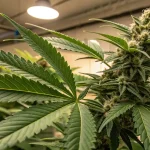 Champ de cannabis cultivé en extérieur au coucher du soleil.