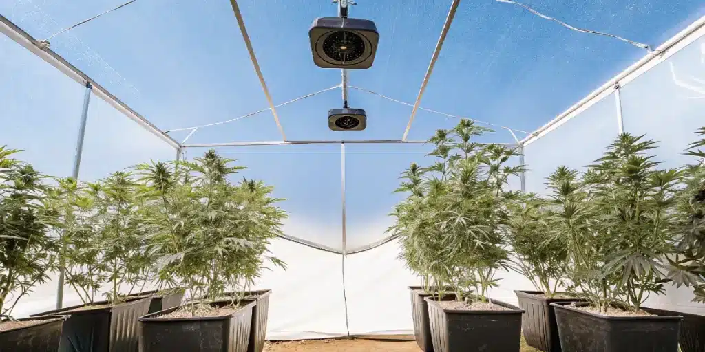 plantes de cannabis en serre dans des pots avec système de ventilation
