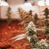 culture de cannabis en floraison sous éclairage LED dans une salle intérieure