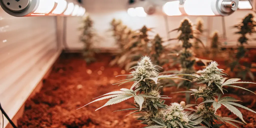 culture de cannabis en floraison sous éclairage LED dans une salle intérieure