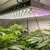 culture de cannabis en intérieur sous éclairage LED avec plantes en croissance
