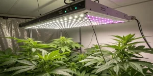 culture de cannabis en intérieur sous éclairage LED avec plantes en croissance