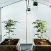 tente de culture indoor avec deux plantes de cannabis en pots en tissu