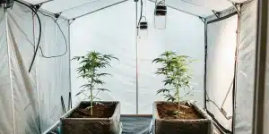 tente de culture indoor avec deux plantes de cannabis en pots en tissu