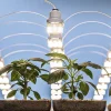 jeunes plants de cannabis sous éclairage LED en phase de croissance