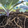 gros plan des racines de plante dans le sol montrant l’absorption des nutriments