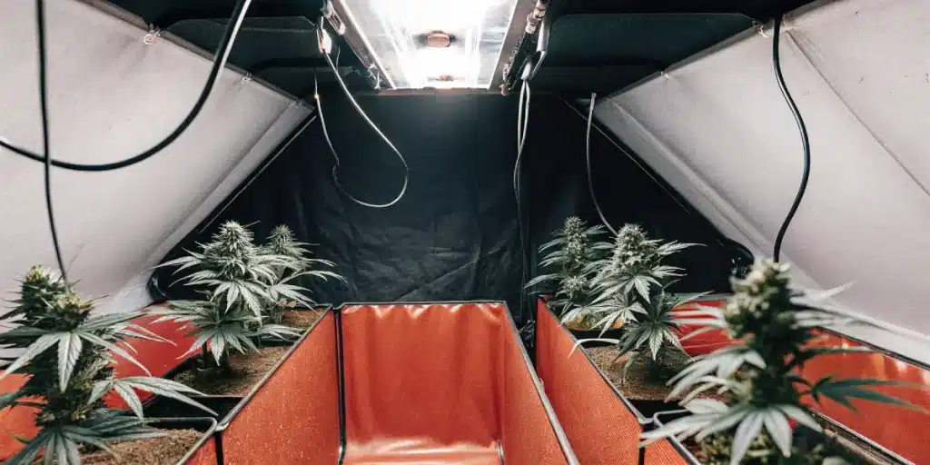 Tente de culture de cannabis en intérieur avec éclairage artificiel et plantes en floraison