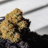 têtes de cannabis séchées en gros plan sous lumière naturelle