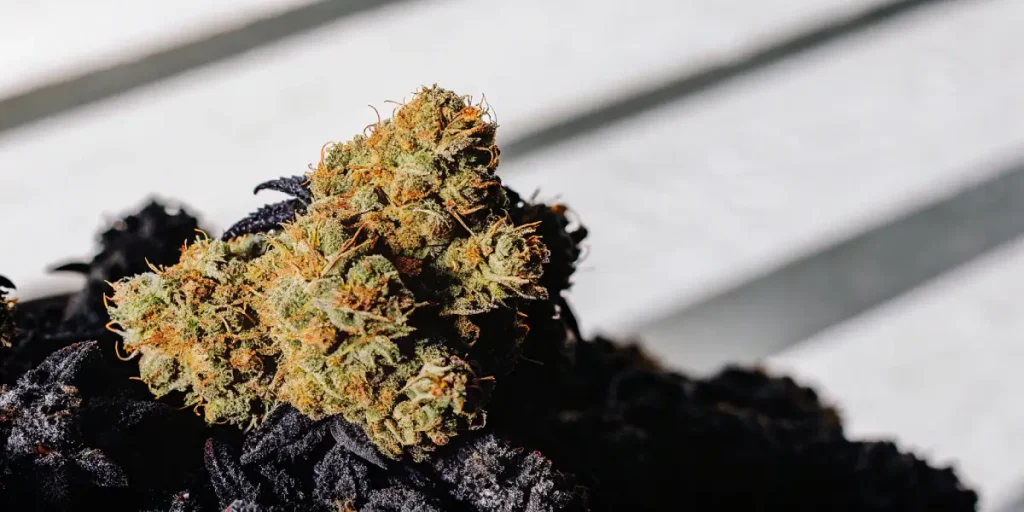 têtes de cannabis séchées en gros plan sous lumière naturelle