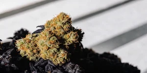 têtes de cannabis séchées en gros plan sous lumière naturelle