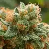 gros plan de tête de cannabis avec trichomes et pistils orange
