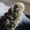 gros plan sur un bourgeon de cannabis avec fumée et trichomes visibles