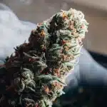 gros plan sur un bourgeon de cannabis avec fumée et trichomes visibles