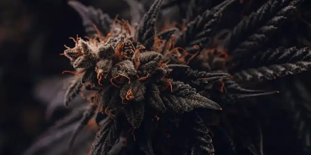 tête de cannabis sombre en macro avec forte présence de trichomes