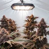 plantes de cannabis en floraison sous lampe LED dans une tente de culture