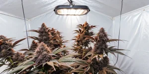plantes de cannabis en floraison sous lampe LED dans une tente de culture
