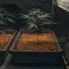 jeunes plants de cannabis cultivés en pots avec substrat en intérieur