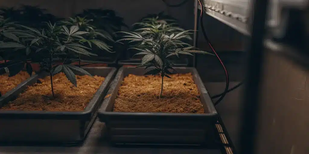 jeunes plants de cannabis cultivés en pots avec substrat en intérieur