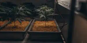 jeunes plants de cannabis cultivés en pots avec substrat en intérieur