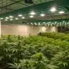 installation professionnelle de culture de cannabis avec éclairage LED et plantes en croissance