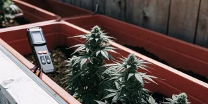 culture de cannabis en extérieur en bac avec appareil de mesure