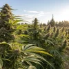 culture de cannabis en extérieur dans un champ ensoleillé avec rangées de plantes