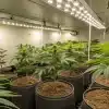 culture de cannabis en intérieur avec plantes en pots sous éclairage LED