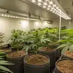 culture de cannabis en intérieur avec plantes en pots sous éclairage LED