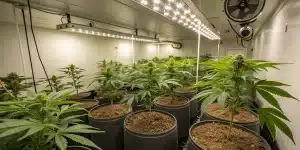 culture de cannabis en intérieur avec plantes en pots sous éclairage LED