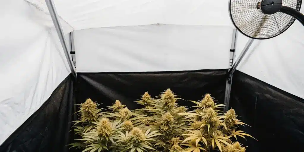 culture de cannabis en intérieur avec ventilation et éclairage dans une tente