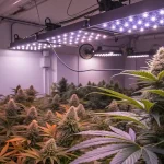 culture de cannabis en intérieur sous éclairage LED en phase de floraison