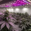 culture de cannabis en intérieur sous éclairage LED violet couvrant toute la salle