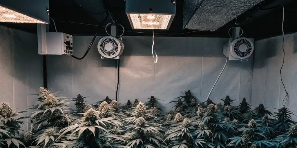 salle de culture de cannabis avec éclairage HPS et système de ventilation