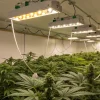 grande salle de culture de cannabis en intérieur avec éclairage LED et plantes en floraison