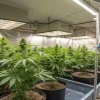 salle de culture de cannabis en intérieur avec éclairage LED et système d’irrigation