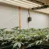 culture de cannabis en intérieur sous panneaux LED en phase végétative