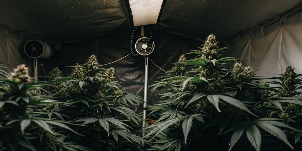 salle de culture de cannabis en intérieur avec ventilation et éclairage LED en floraison