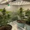 culture de cannabis en intérieur avec plantes en pots sous éclairage LED