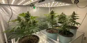 culture de cannabis en intérieur avec plantes en pots sous éclairage LED