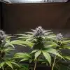 plantes de cannabis en tente de culture intérieure avec têtes violettes sous lampe LED