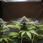 plantes de cannabis en tente de culture intérieure avec têtes violettes sous lampe LED