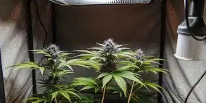 plantes de cannabis en tente de culture intérieure avec têtes violettes sous lampe LED