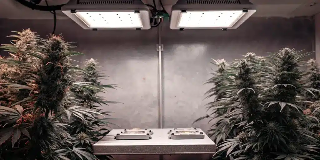 culture de cannabis en intérieur avec éclairage LED et plantes en floraison