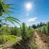 champ de cannabis en extérieur sous un soleil intense