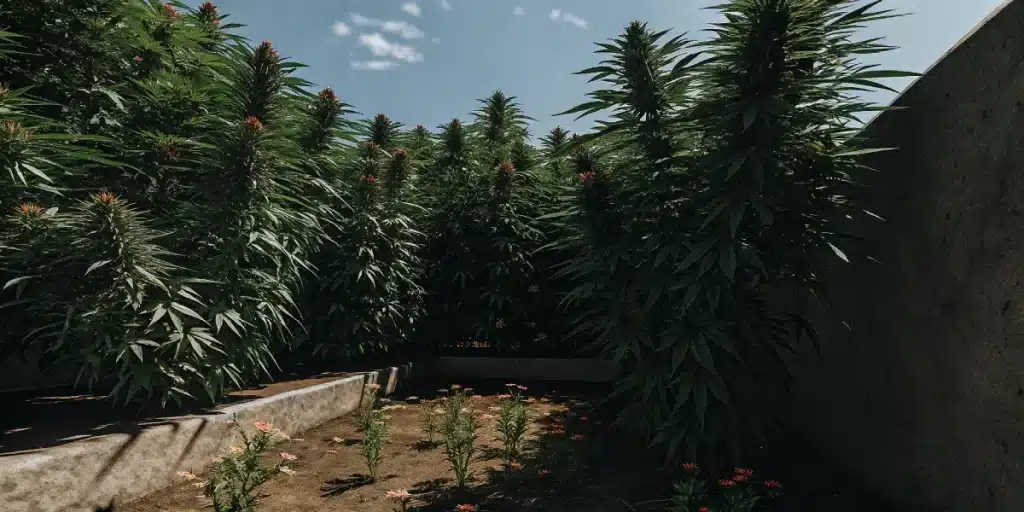 jardin de cannabis en extérieur avec grandes plantes sous le soleil
