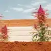 plantes de cannabis rouges en extérieur avec fleurs colorées