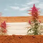 plantes de cannabis rouges en extérieur avec fleurs colorées