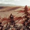 plantes de cannabis rouges en extérieur dans un champ au coucher du soleil